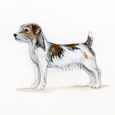 Rough haired Jack Russell