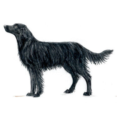 Flat-Coat