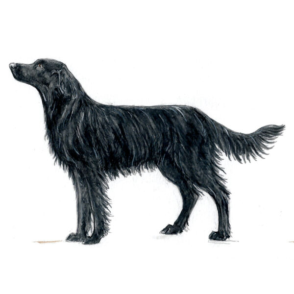 Flat-Coat Retriever Bone China Pint Mug - Image 2